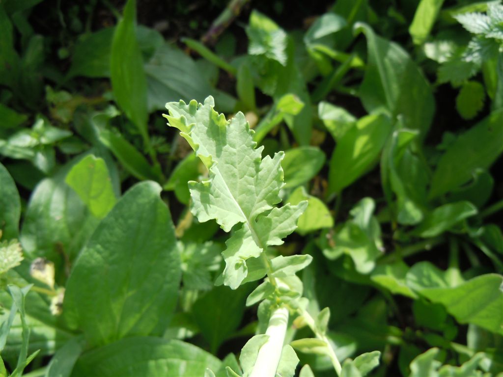 Prato di fiori gialli - cfr  Brassica rapa subsp. campestris